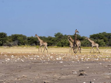 Ungulates su birikintisinin, etkin, Namibya, grupları
