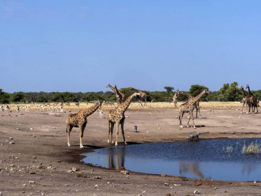 Ungulates su birikintisinin, etkin, Namibya, grupları
