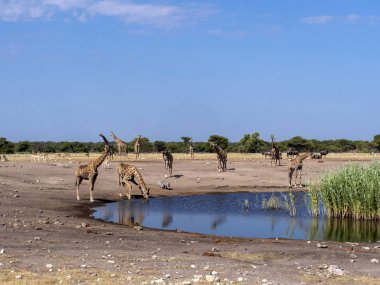Ungulates su birikintisinin, etkin, Namibya, grupları
