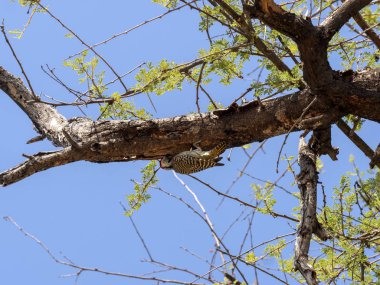 Bennett'in ağaçkakan, Campethera bennettii, içi boş bir ağaç, Namibya gıda arıyorsunuz