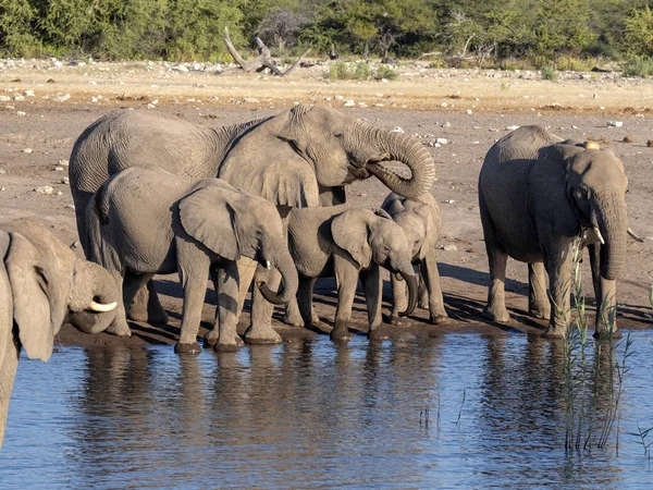 Slon Africký Stádo Loxodonta Africana Poblíž Napajedla Národní Park Etosha — Stock fotografie