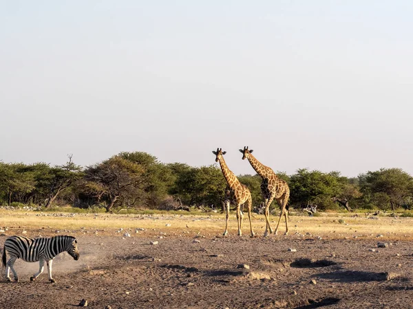 South African Żyrafa Giraffa Giraffa Giraffa Pobliżu Waterhole Park Narodowy — Zdjęcie stockowe