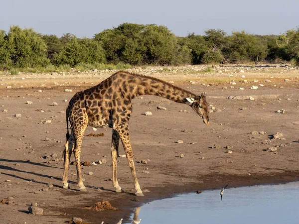 Jirafa Sudafricana Jirafa Jirafa Cerca Del Abrevadero Parque Nacional Etosha — Foto de Stock