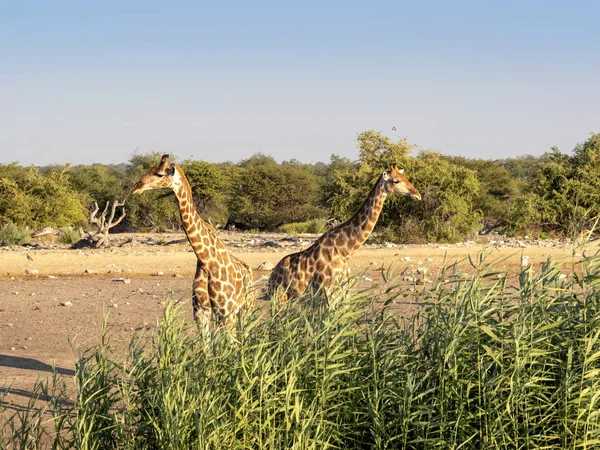 Jirafa Sudafricana Jirafa Jirafa Cerca Del Abrevadero Parque Nacional Etosha — Foto de Stock