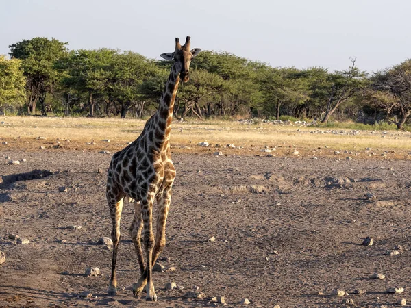 South African Żyrafa Giraffa Giraffa Giraffa Pobliżu Waterhole Park Narodowy — Zdjęcie stockowe