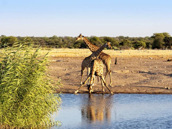 Güney Afrika Zürafa Birikintisinin Etkin Milli Parkı Namibya Yakınındaki Zürafa — Stok fotoğraf