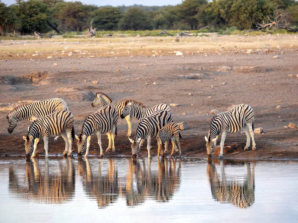 Damarský Zebra Stádo Equus Burchelli Antiquorum Poblíž Napajedla Národní Park — Stock fotografie