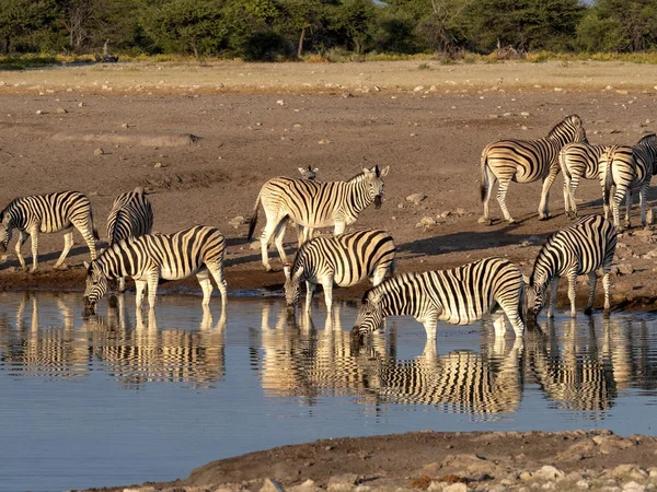 Damarský Zebra Stádo Equus Burchelli Antiquorum Poblíž Napajedla Národní Park — Stock fotografie