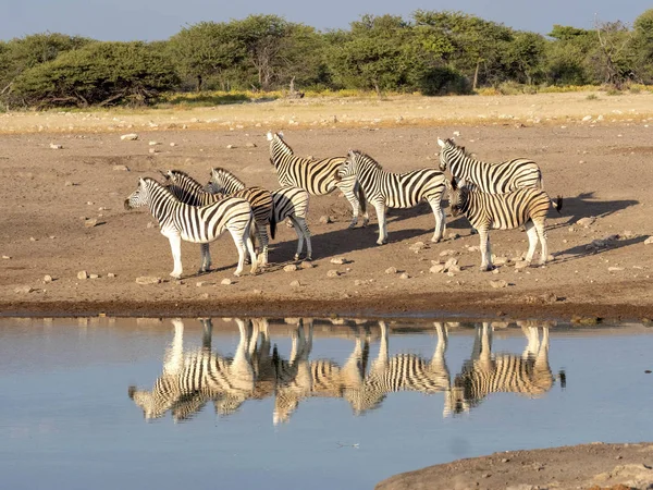 Damara Zebra Besætning Equus Burchelli Antiquorum Nær Vandhul Etosha National - Stock-foto