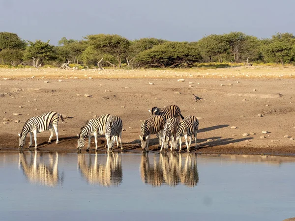 Damarský Zebra Stádo Equus Burchelli Antiquorum Poblíž Napajedla Národní Park — Stock fotografie