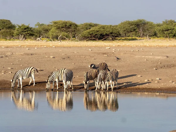 Damara Zebra Stado Equus Burchelli Antiquorum Pobliżu Waterhole Park Narodowy — Zdjęcie stockowe