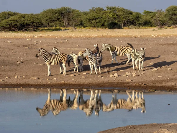 Gregge Della Zebra Damara Equus Burchelli Antiquorum Vicino Alla Pozza — Foto Stock