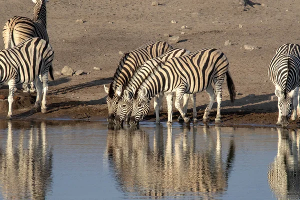 Damara Zebra Equus Burchelli Antiquorum Waterhole Etosha National Park Namíbia — Fotografia de Stock