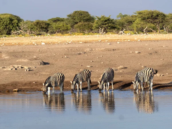 Alárió Zebra Csorda Equus Burchelli Antiquorumot Közelében Például Víznyelő Etosha — Stock Fotó