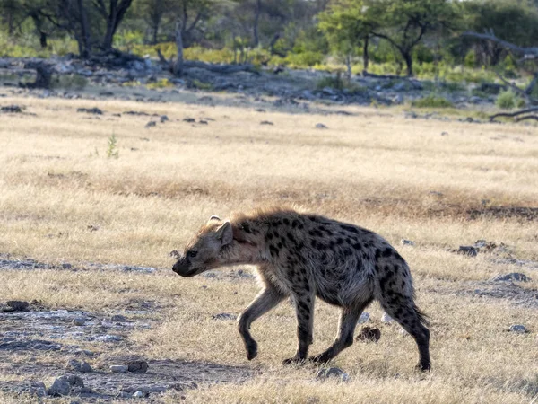 Hyena Skvrnitá Crocuta Crocuta Napajedla Národní Park Etosha Namibie — Stock fotografie