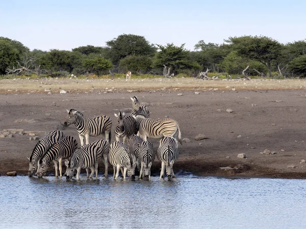 ダマラ シマウマの群れ 近くの Equus Burchelli アンティコルム ナミビア エトーシャ国立公園 — ストック写真