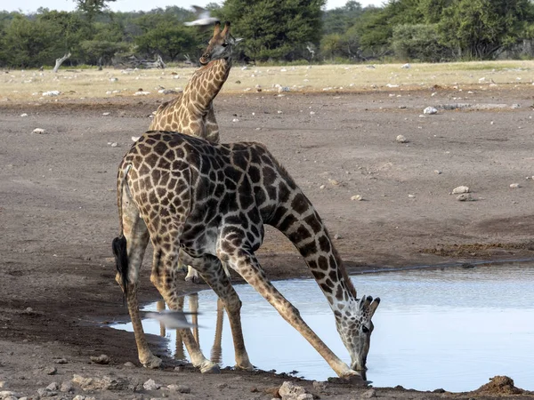 Giraffa Sudafricana Giraffa Giraffa Vicino Alla Pozza Acqua Parco Nazionale — Foto Stock