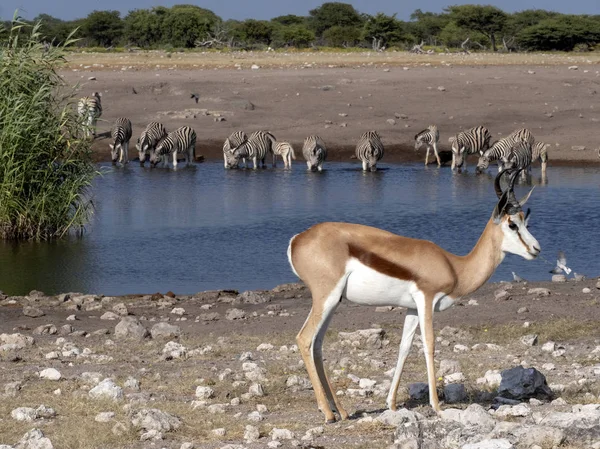 Springbok Antidorcas Marsupialis Pobliżu Waterhole Park Narodowy Etosha Namibia — Zdjęcie stockowe