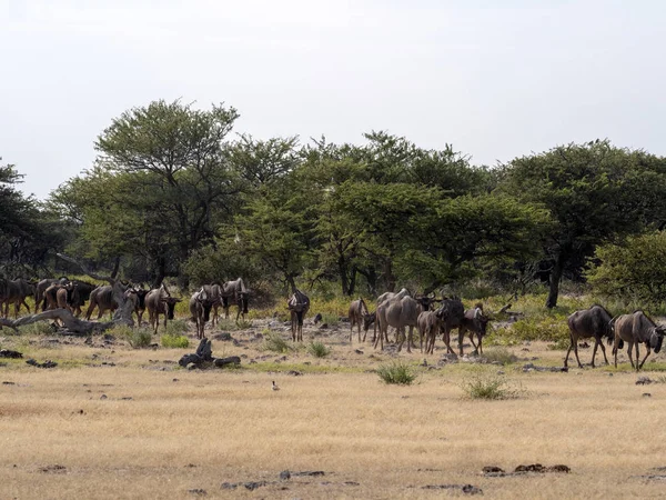 Blue Wildebeest Αγέλη Taurinus Connochaetes Κοντά Waterhole Εθνικό Πάρκο Ετόσα — Φωτογραφία Αρχείου