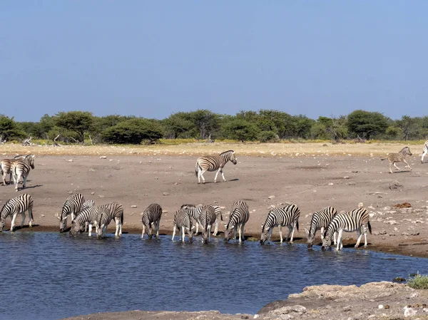 Alárió Zebra Csorda Equus Burchelli Antiquorumot Közelében Például Víznyelő Etosha — Stock Fotó