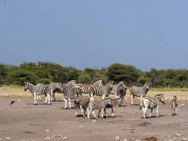 Alárió Zebra Csorda Equus Burchelli Antiquorumot Közelében Például Víznyelő Etosha — Stock Fotó