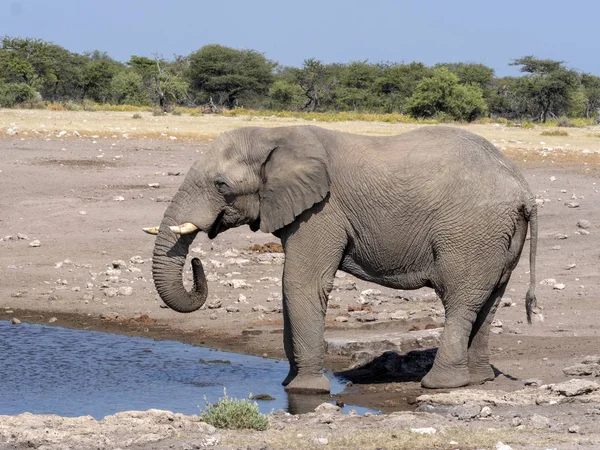 Homem elefante africano, Loxodonta a.africana, em waterhole, Parque Nacional de Etosha, Namíbia — Fotografia de Stock