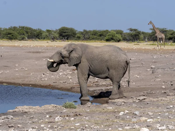 Slon Africký Muž Loxodonta Africana Napajedla Národní Park Etosha Namibie — Stock fotografie