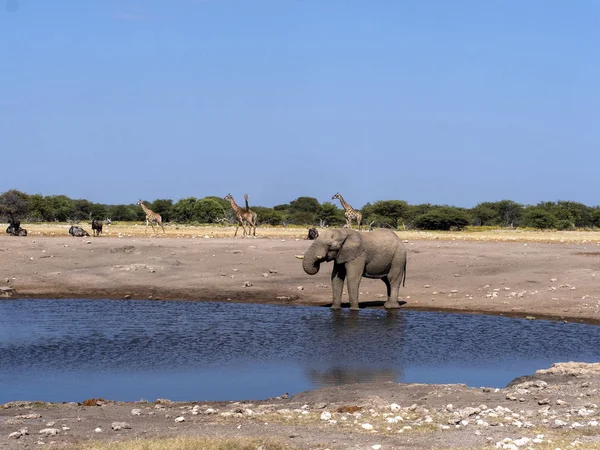 Afrikaanse Olifant Mannelijke Loxodonta Africana Bij Waterput Etosha National Park — Stockfoto