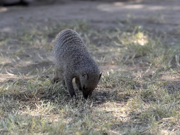 Mangusta Pręgowana Mungos Mungo Poszukuje Pożywienia Namibia — Zdjęcie stockowe