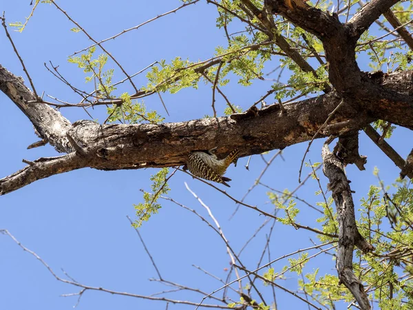 Pájaro Carpintero Bennett Campethera Bennettii Buscando Comida Árbol Hueco Namibia — Foto de Stock