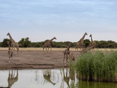 Güney Afrika zürafa Grup, zürafa zürafa zürafa ziyarette200, Namibya