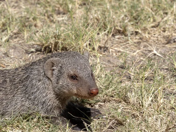 Retrato Banded Mongoose Mungos Mungo Namíbia — Fotografia de Stock