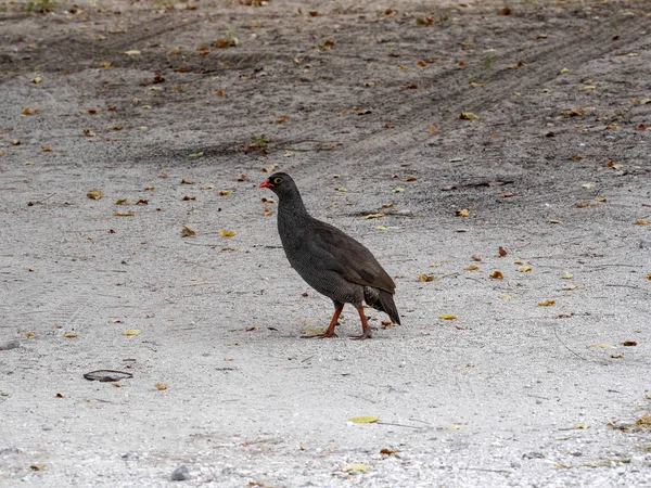 Κόκκινος Τιμολογημένος Francolin Francolinus Adspersus Την Έρημο Της Ναμίμπια — Φωτογραφία Αρχείου