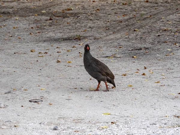 Červená Účtoval Francolin Francolinus Adspersus Namibijské Poušti — Stock fotografie