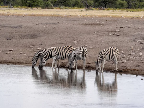 Herd Plains Zebra Equus Quagga Waterhole Namibia — Stock Photo, Image