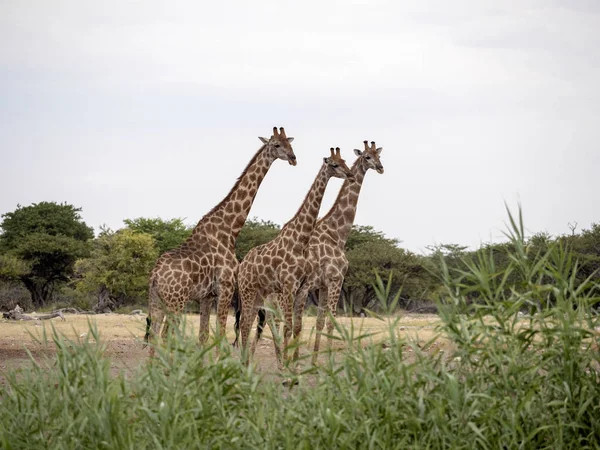 stock image South African giraffe group, Giraffa giraffa giraffa, at waterhole, Namibia