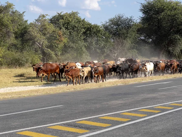 A herd of domestic cattle goes from pasture to northern Namibia