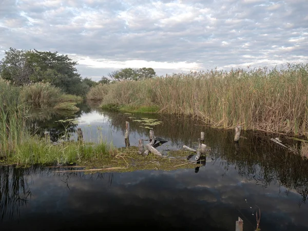 Campo Parque Nacional Moremi Namíbia — Fotografia de Stock