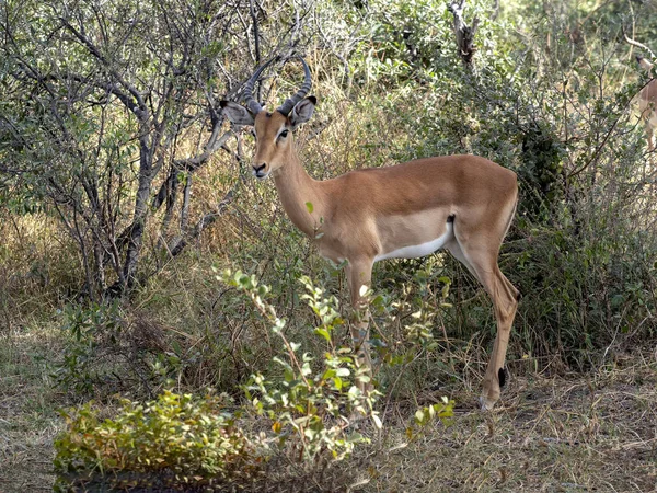 インパラ Aepyceros メラムプース ブッシュ ナミビアに隠されました — ストック写真