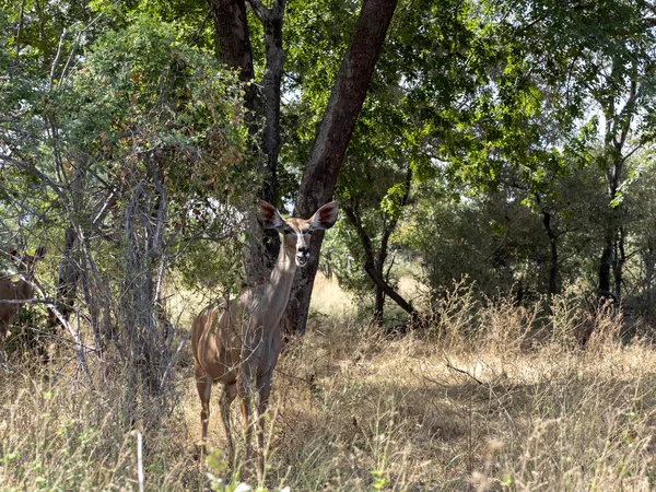 Gran Kudu Tragelaphus Strepsiceros Escondido Arbusto Namibia —  Fotos de Stock