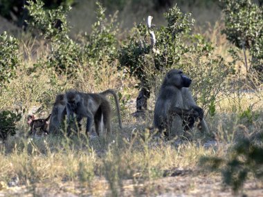 Chacma babun, Papio ursinus griseipes, göl, rezervasyon Bwabwata, Namibya