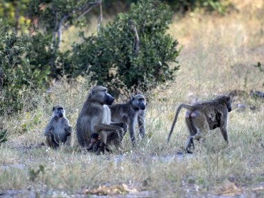 Chacma babun, Papio ursinus griseipes, göl, rezervasyon Bwabwata, Namibya