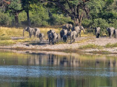 Göl at nalı Bwabwata, Namibia, Afrika fil sürüsü