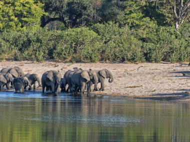Göl at nalı Bwabwata, Namibia, Afrika fil sürüsü