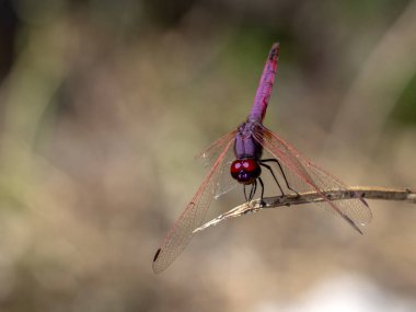 Güzel şeffaf yusufçuk dal, Namibya