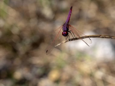 Güzel şeffaf yusufçuk dal, Namibya