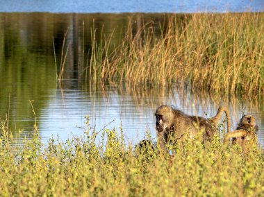 Chacma babun, Papio ursinus griseipes, göl, rezervasyon Bwabwata, Namibya