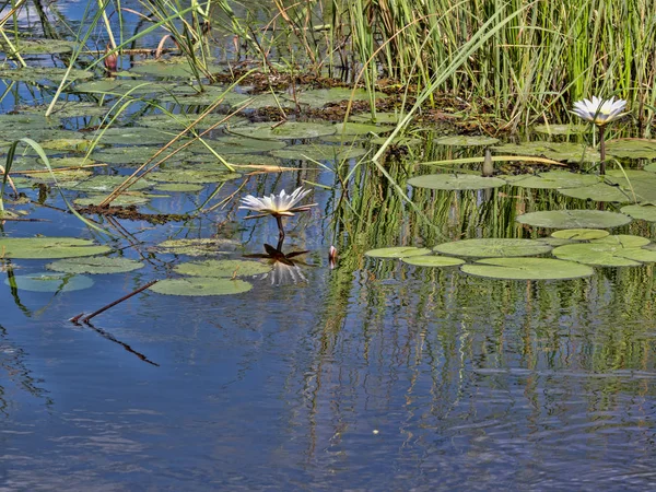 Blühende Lilien Bwabwata Namibia — Stockfoto