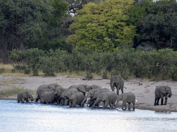 Una Manada Elefantes Africanos Lago Horseshoe Bwabwata Namibia — Foto de Stock