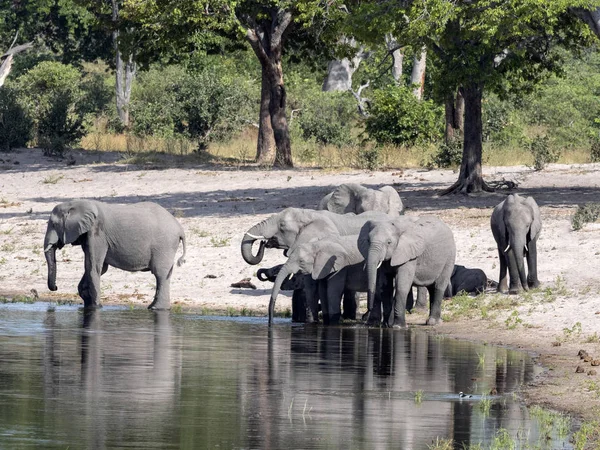 Una Manada Elefantes Africanos Lago Horseshoe Bwabwata Namibia —  Fotos de Stock